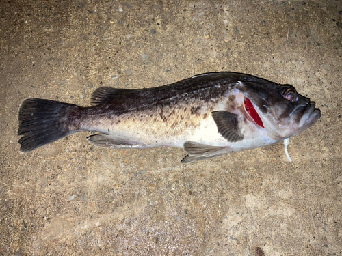 クロソイの釣果