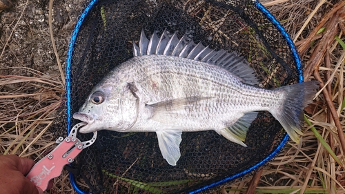 キビレの釣果