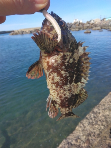 ソイの釣果