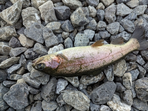 レインボートラウトの釣果