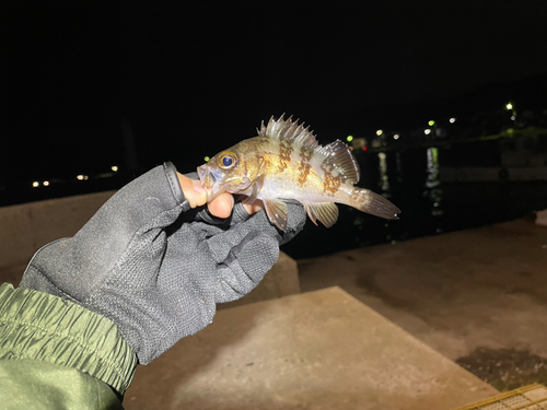 メバルの釣果