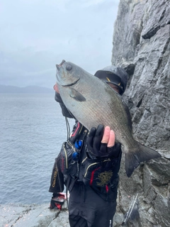 イスズミの釣果