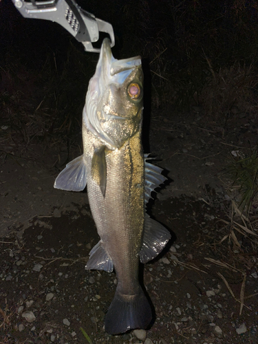 スズキの釣果