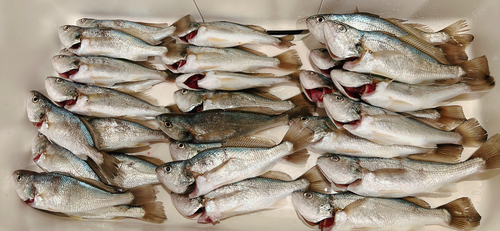 イシモチの釣果