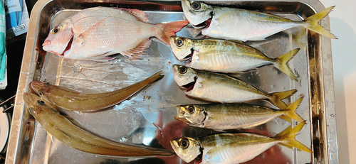 アジの釣果