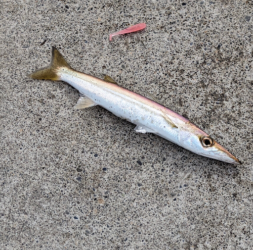 アカカマスの釣果