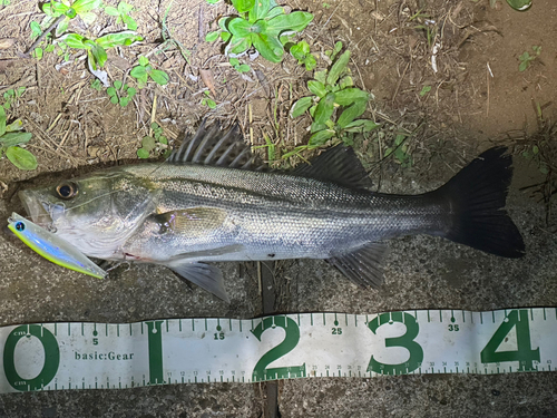 シーバスの釣果