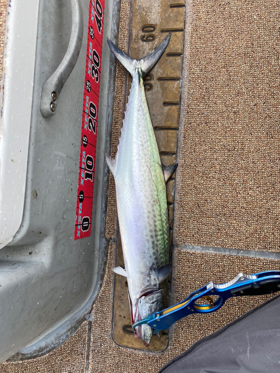 AbuGarcia ホーネットスティンガー プラス マルチピースモバイルモデル