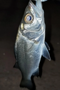 セッパ（マルスズキ）の釣果