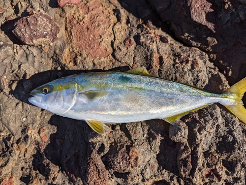 ワカシの釣果