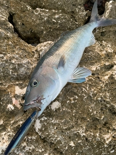 アオチビキの釣果