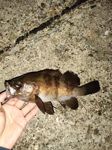 メバルの釣果