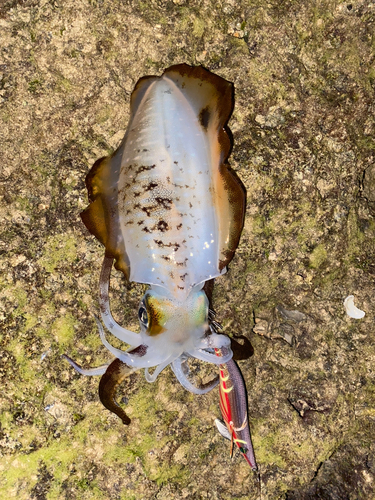 アオリイカの釣果