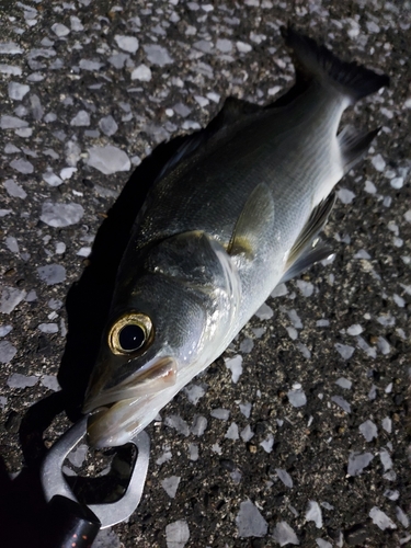 セイゴ（ヒラスズキ）の釣果