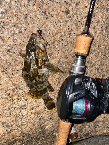 タケノコメバルの釣果