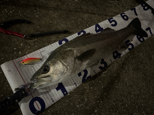 シーバスの釣果