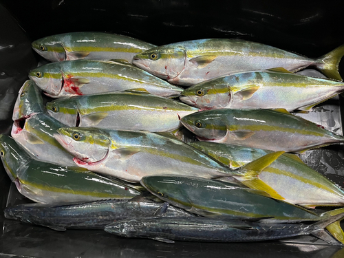 ハマチの釣果