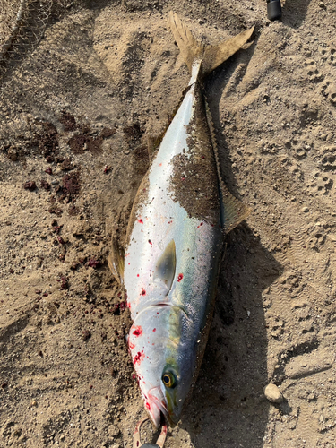 ワラサの釣果