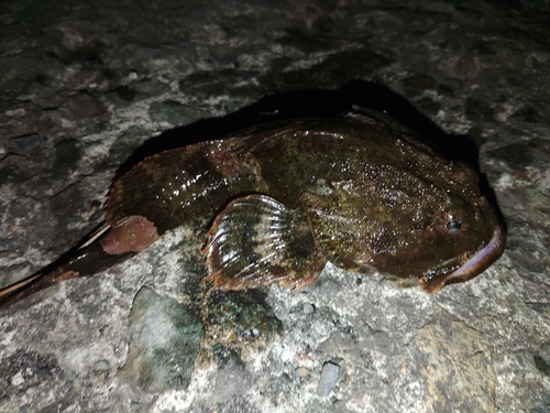 カジカの釣果