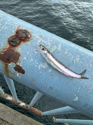 イワシの釣果