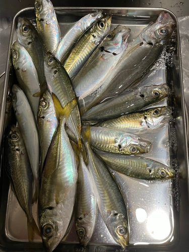 アジの釣果