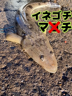 イネゴチの釣果