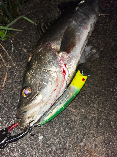 シーバスの釣果