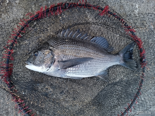 クロダイの釣果