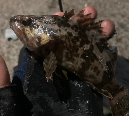 タケノコメバルの釣果