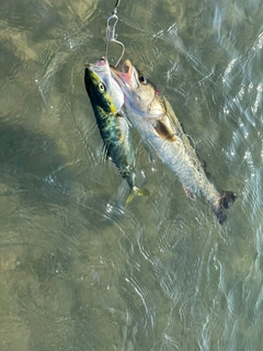 イナダの釣果