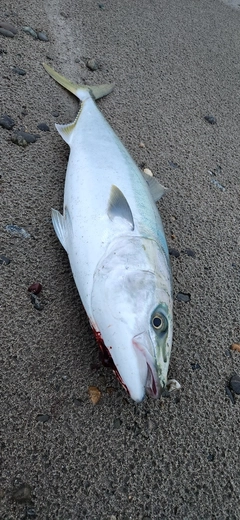 ブリの釣果