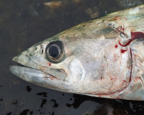 サゴシの釣果