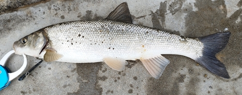 ウグイの釣果