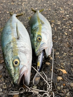 イナダの釣果