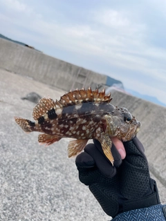 アラカブの釣果