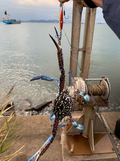 タイワンガザミの釣果