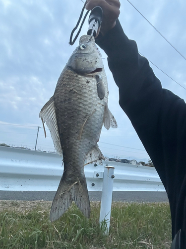 フナの釣果