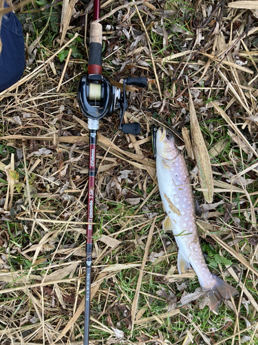 アメマスの釣果