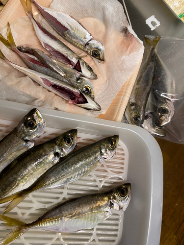 アジの釣果