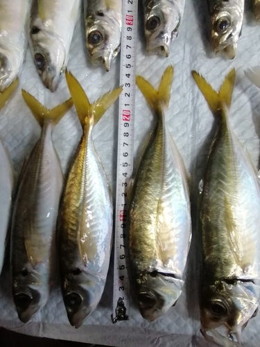 アジの釣果