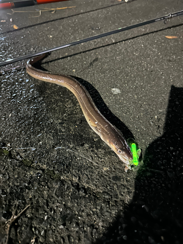 マアナゴの釣果