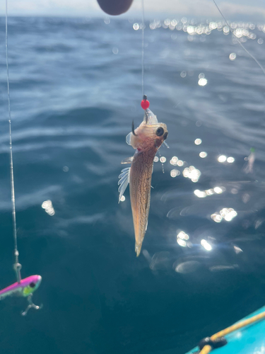 ダツの釣果