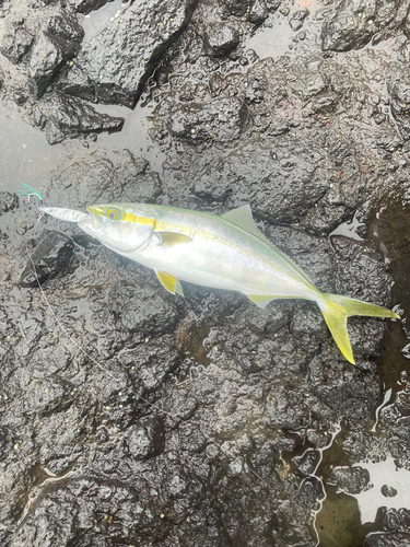 ワカシの釣果