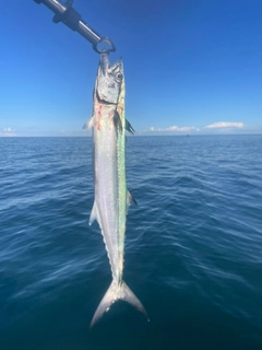 サゴシの釣果