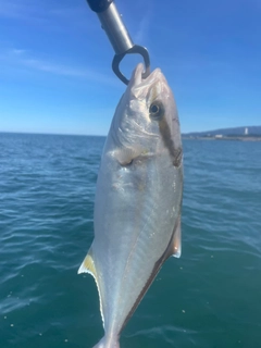 ショゴの釣果