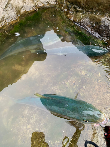 イナダの釣果