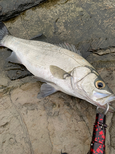 ヒラスズキの釣果