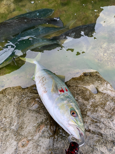 イナダの釣果