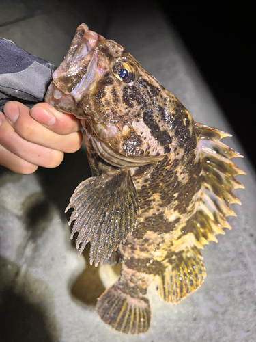 ベッコウゾイの釣果