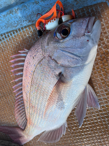 タイの釣果